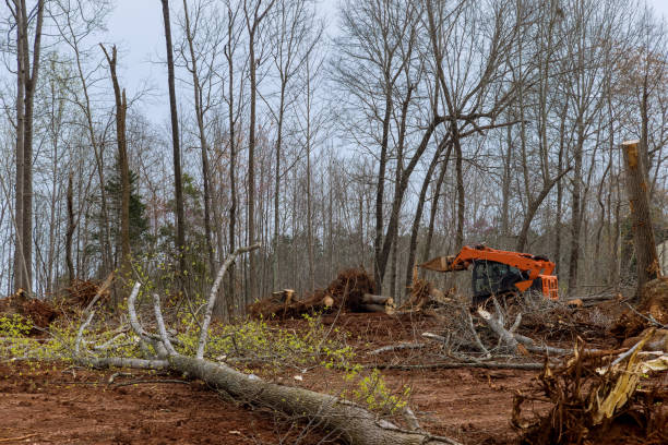 How Our Tree Care Process Works  in  Brass Castle, NJ